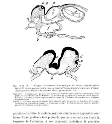 Archives d'anatomie microscopique et de morphologie exp&eacute;rimentale(1933.04) document 143205