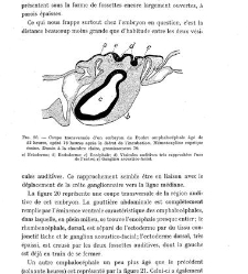 Archives d'anatomie microscopique et de morphologie exp&eacute;rimentale(1933.04) document 143216