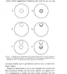 Archives d'anatomie microscopique et de morphologie exp&eacute;rimentale(1933.04) document 143268