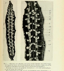 Archives d'anatomie microscopique et de morphologie exp&eacute;rimentale(1933.04) document 143298