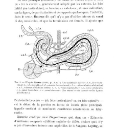 Archives d'anatomie microscopique et de morphologie exp&eacute;rimentale(1933.04) document 143303