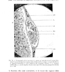 Archives d'anatomie microscopique et de morphologie exp&eacute;rimentale(1933.04) document 143323