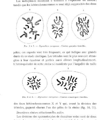 Archives d&apos;anatomie microscopique et de morphologie expérimentale(1933.04) document 143341