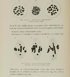Archives d'anatomie microscopique et de morphologie exp&eacute;rimentale(1933.04) document 143343