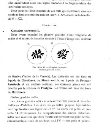 Archives d'anatomie microscopique et de morphologie exp&eacute;rimentale(1933.04) document 143350