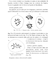 Archives d'anatomie microscopique et de morphologie exp&eacute;rimentale(1933.04) document 143353