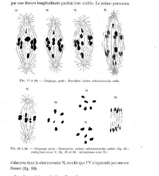 Archives d'anatomie microscopique et de morphologie exp&eacute;rimentale(1933.04) document 143354