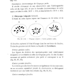 Archives d'anatomie microscopique et de morphologie exp&eacute;rimentale(1933.04) document 143355