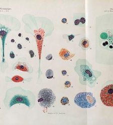 Archives d'anatomie microscopique et de morphologie exp&eacute;rimentale(1933.04) document 143398