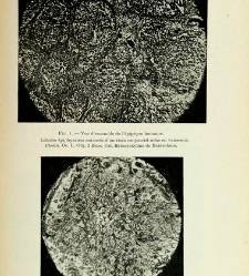 Archives d'anatomie microscopique et de morphologie exp&eacute;rimentale(1933.04) document 143408