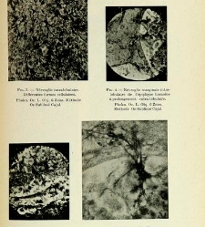 Archives d'anatomie microscopique et de morphologie exp&eacute;rimentale(1933.04) document 143410