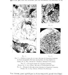 Archives d'anatomie microscopique et de morphologie exp&eacute;rimentale(1933.04) document 143411