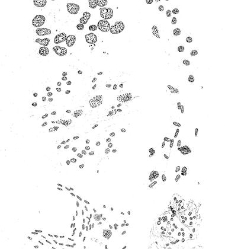 Archives d'anatomie microscopique et de morphologie exp&eacute;rimentale(1933.04) document 143424