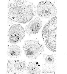 Archives d&apos;anatomie microscopique et de morphologie expérimentale(1933.04) document 143514