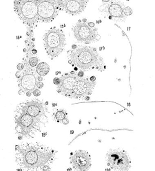 Archives d&apos;anatomie microscopique et de morphologie expérimentale(1933.04) document 143518