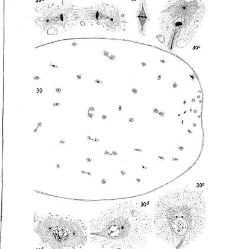 Archives d'anatomie microscopique et de morphologie exp&eacute;rimentale(1933.04) document 143526