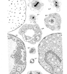 Archives d'anatomie microscopique et de morphologie exp&eacute;rimentale(1933.04) document 143538