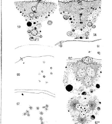 Archives d'anatomie microscopique et de morphologie exp&eacute;rimentale(1933.04) document 143542