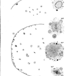 Archives d'anatomie microscopique et de morphologie exp&eacute;rimentale(1933.04) document 143546