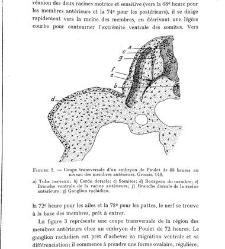 Archives d'anatomie microscopique et de morphologie exp&eacute;rimentale(1933.04) document 143558