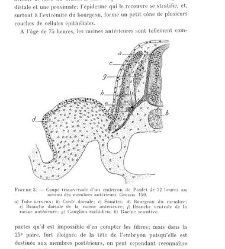 Archives d'anatomie microscopique et de morphologie exp&eacute;rimentale(1933.04) document 143559