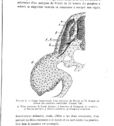 Archives d'anatomie microscopique et de morphologie exp&eacute;rimentale(1933.04) document 143560