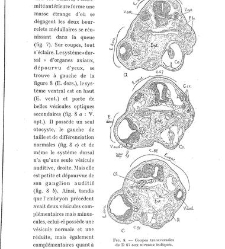 Archives d'anatomie microscopique et de morphologie exp&eacute;rimentale(1933.04) document 143576