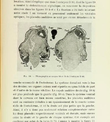 Archives d&apos;anatomie microscopique et de morphologie expérimentale(1933.04) document 143578