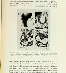 Archives d'anatomie microscopique et de morphologie exp&eacute;rimentale(1933.04) document 143584