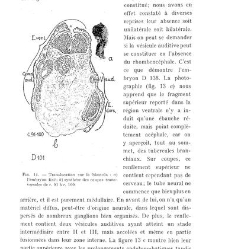 Archives d'anatomie microscopique et de morphologie exp&eacute;rimentale(1933.04) document 143585