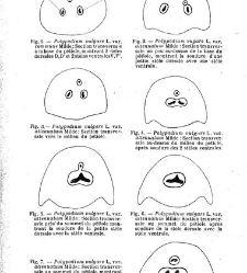 Revue g&eacute;n&eacute;rale de botanique (Paris)(1913) document 152792