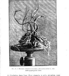 Revue g&eacute;n&eacute;rale de botanique (Paris)(1913) document 152820