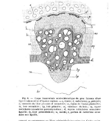 Revue g&eacute;n&eacute;rale de botanique (Paris)(1913) document 152855