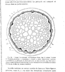 Revue g&eacute;n&eacute;rale de botanique (Paris)(1913) document 152860