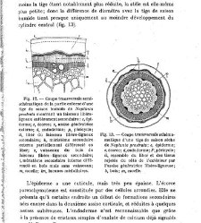 Revue g&eacute;n&eacute;rale de botanique (Paris)(1913) document 152862
