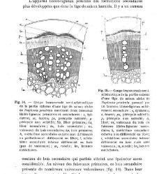 Revue g&eacute;n&eacute;rale de botanique (Paris)(1913) document 152863