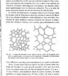 Revue g&eacute;n&eacute;rale de botanique (Paris)(1913) document 152864