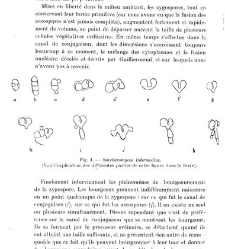Revue g&eacute;n&eacute;rale de botanique (Paris)(1913) document 152909