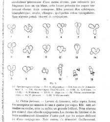 Revue g&eacute;n&eacute;rale de botanique (Paris)(1913) document 152912