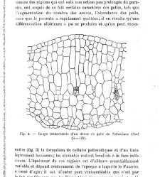 Revue g&eacute;n&eacute;rale de botanique (Paris)(1913) document 152924