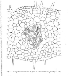 Revue g&eacute;n&eacute;rale de botanique (Paris)(1913) document 152926