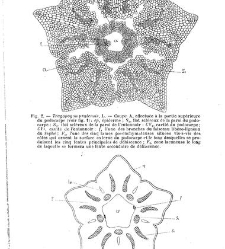 Revue g&eacute;n&eacute;rale de botanique (Paris)(1913) document 153096