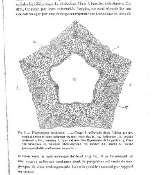 Revue g&eacute;n&eacute;rale de botanique (Paris)(1913) document 153098