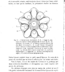 Revue g&eacute;n&eacute;rale de botanique (Paris)(1913) document 153105