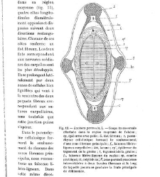 Revue g&eacute;n&eacute;rale de botanique (Paris)(1913) document 153130