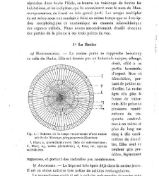 Revue g&eacute;n&eacute;rale de botanique (Paris)(1913) document 153147