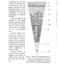 Revue g&eacute;n&eacute;rale de botanique (Paris)(1913) document 153151