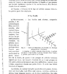 Revue g&eacute;n&eacute;rale de botanique (Paris)(1913) document 153152