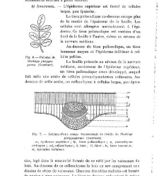 Revue g&eacute;n&eacute;rale de botanique (Paris)(1913) document 153153