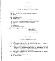 Revue g&eacute;n&eacute;rale de botanique (Paris)(1913) document 153168